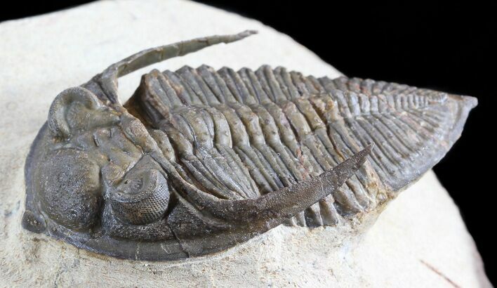 Zlichovaspis Trilobite - Lghaft, Morocco #49898